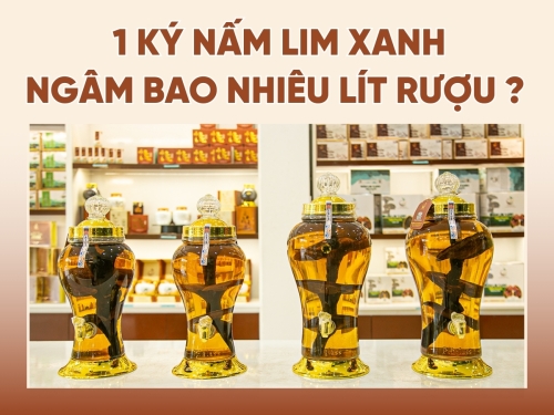 Tỷ lệ chuẩn: 1kg nấm Lim Xanh ngâm bao nhiêu lít rượu? 